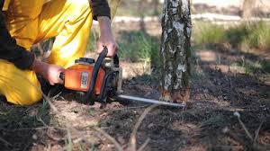 Professional Tree Removal and Landscaping Services in Colchester, IL